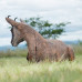 Wildcrete Chamois Yearling